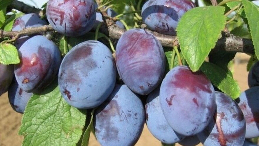 Organska Čačanska lepotica iz Kruševačkog kraja