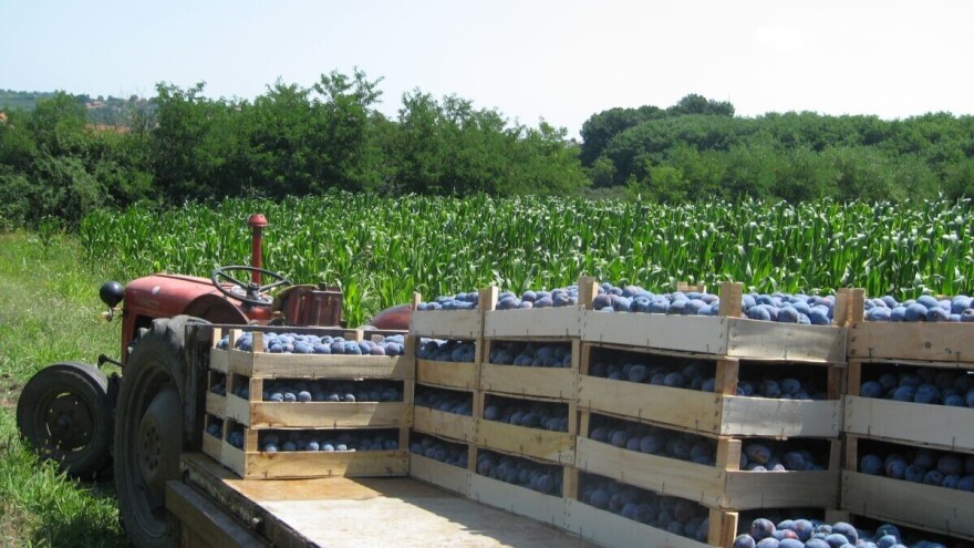 Šljiva dobro rodila, ali nema dovoljno otkupljivača