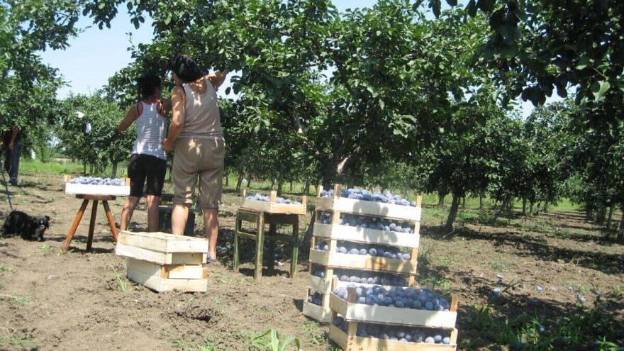 Čačanska lepotica je dobro rodila, ali je cena niža od prošlogodišnje
