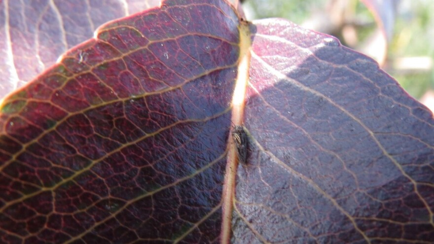 Obratite pažnju: Kruškina buva prisutna u voćnjacima