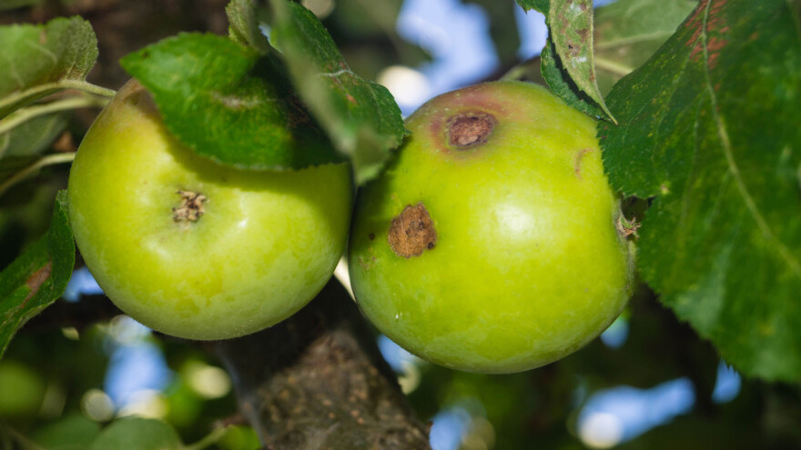 Čađavu krastavost jabuke u 2018. pratili na području Gradiške