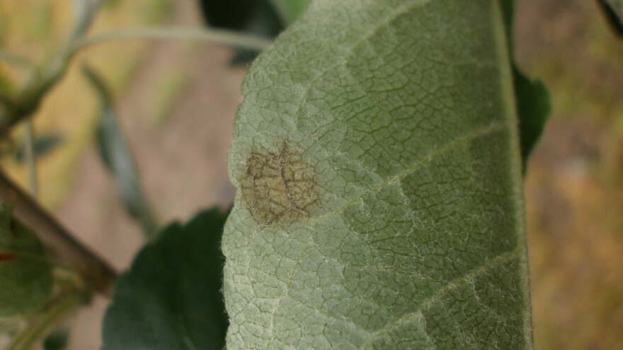 Preventivnim mjerama spriječite posljedice čađave pjegavosti lista i krastavosti plodova jabuke