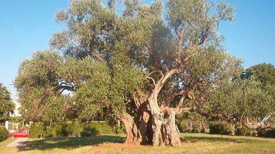Svjedok star 15 stoljeća