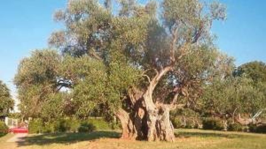 Otok stogodišnjih maslina