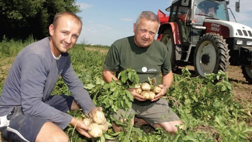 Nove sorte krumpira na OPG-u Cafuk