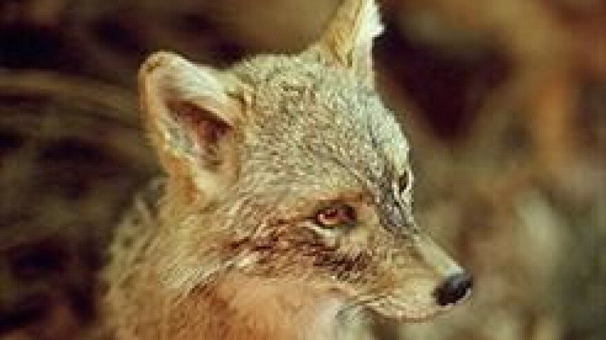 Čagljevi presudili muflonu u centru sela