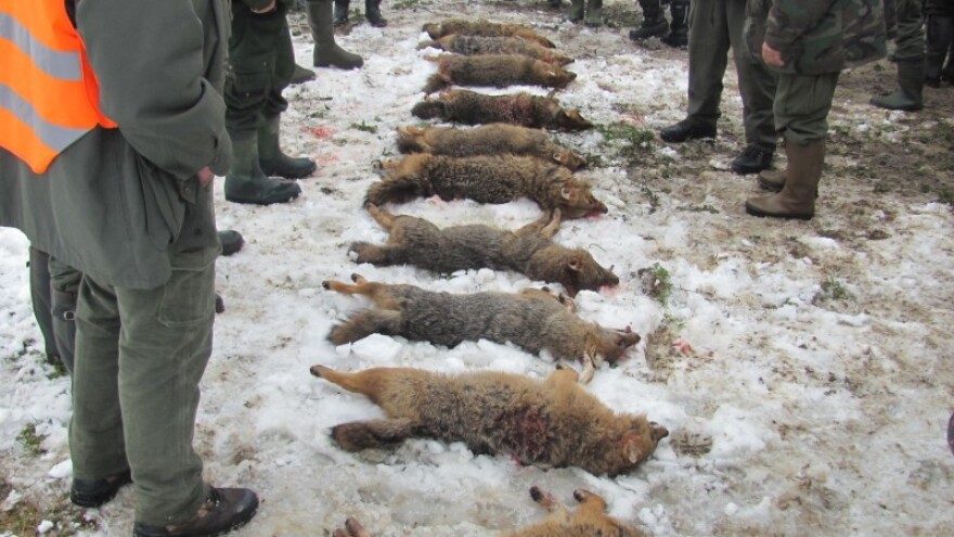 Domaće životinje u opasnosti od čagljeva!