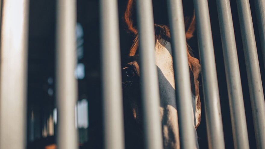 Trkaći konji završili u klaonici - mučeni dok su čekali klanje