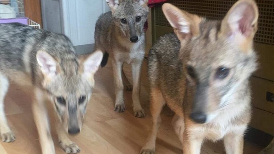 Udomila štence, a nakon dva mjeseca shvatila da su čagljevi te došla do dozvole da ih ne mora vratiti u prirodu