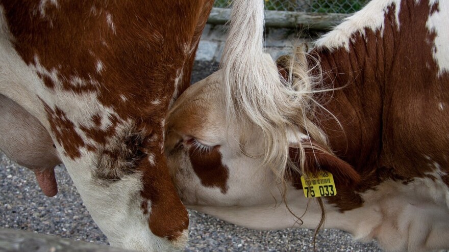 Izazivanje mliječnosti kod muznih krava
