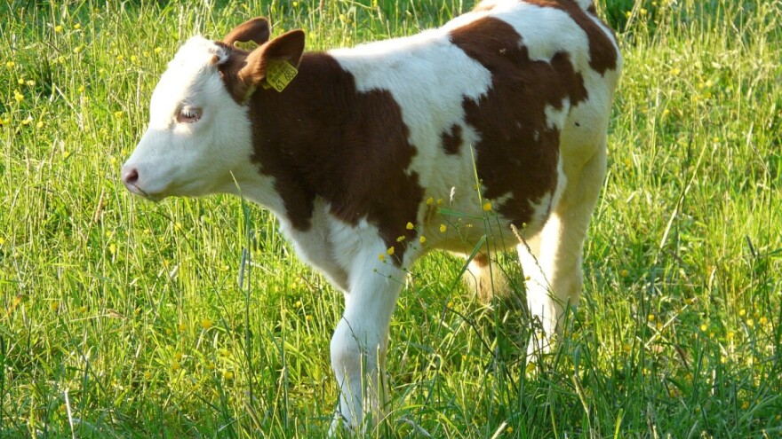 Sa pašnjaka ukrali tri mjeseca staro simentalsko tele!