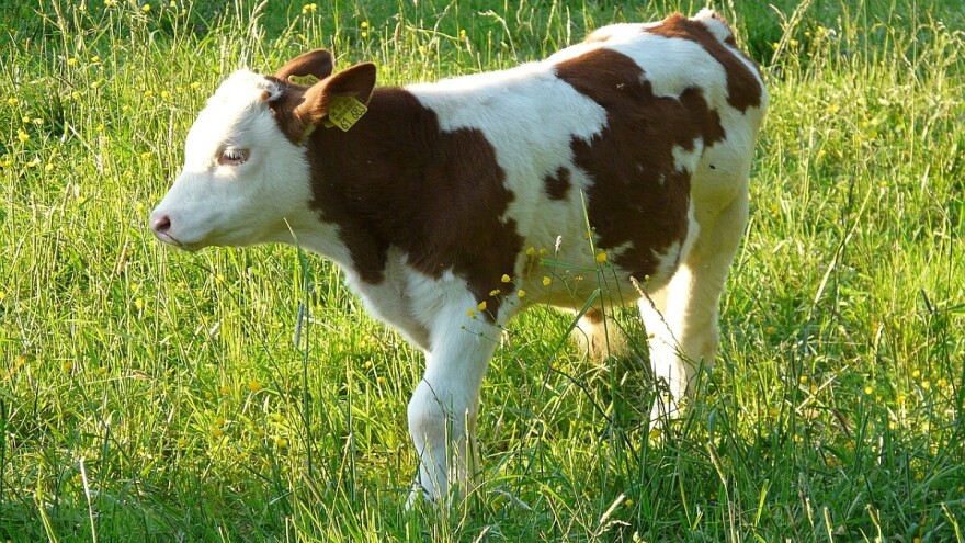 Sa pašnjaka ukrali tri meseca staro simentalsko tele