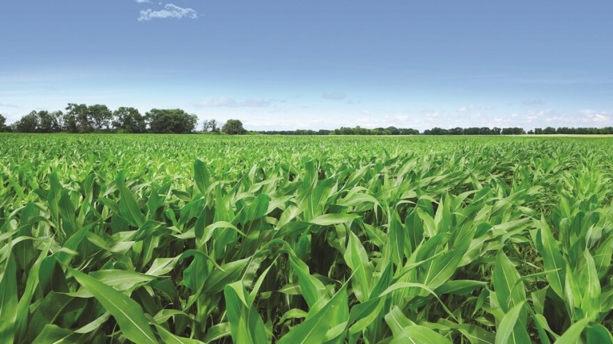 Suzbijte korov u kukuruzu cjelovitim rješenjem i najsigurnijim herbicidima