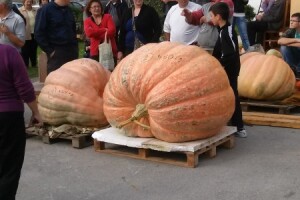 Pobjednica teška 630 kilograma