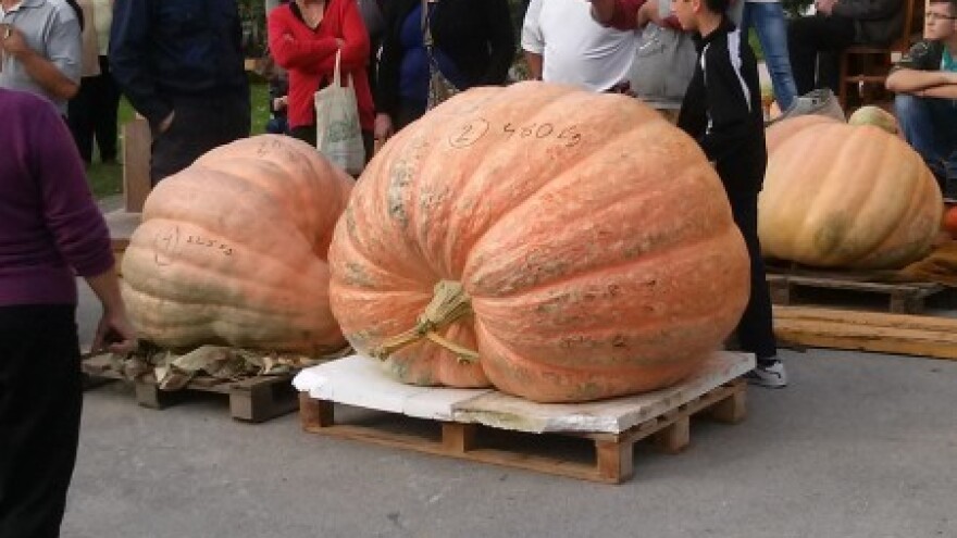 Pobjednica teška 630 kilograma