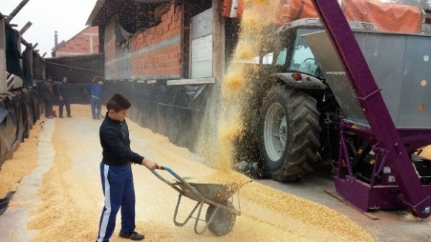 Porasla vrijednost otkupa od OPG-a!