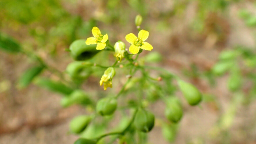 Kako se uzgaja lanik - nezahtevna alternativna uljarica?