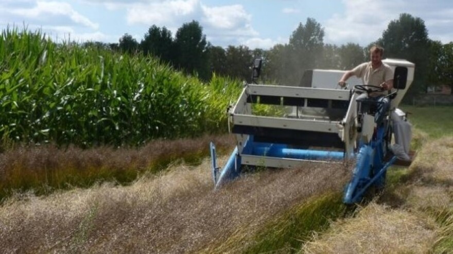 Lanolik: nova-stara uljarica pogodna za eko uzgoj!