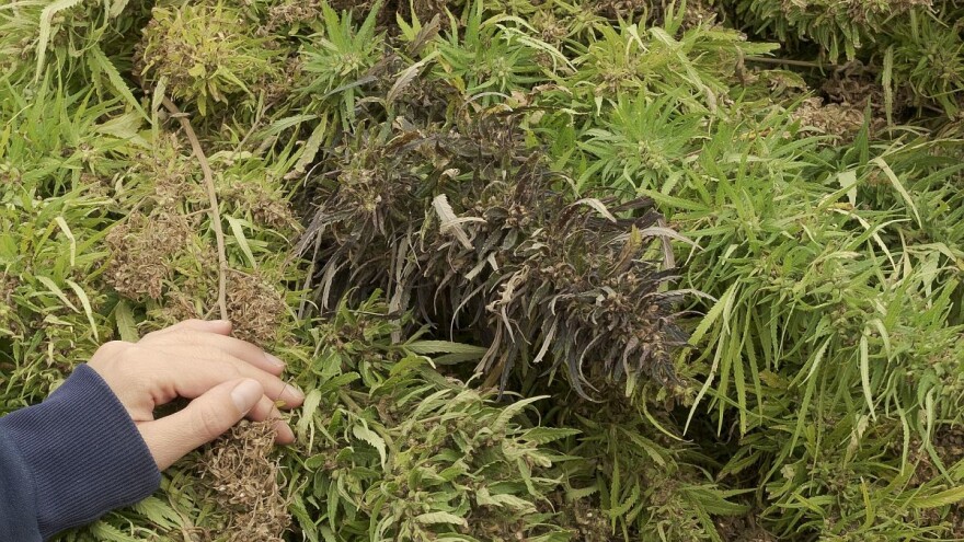 U planu intenziviranje proizvodnje i izvoza industrijske konoplje iz BiH