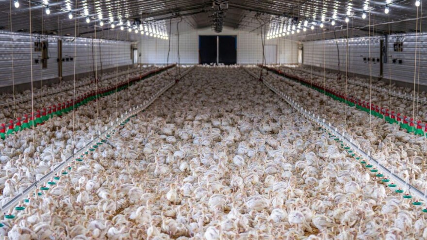 Ne žele peradarske megafarme, sutra prosvjed ispred Ministarstva zaštite okoliša i zelene tranzicije