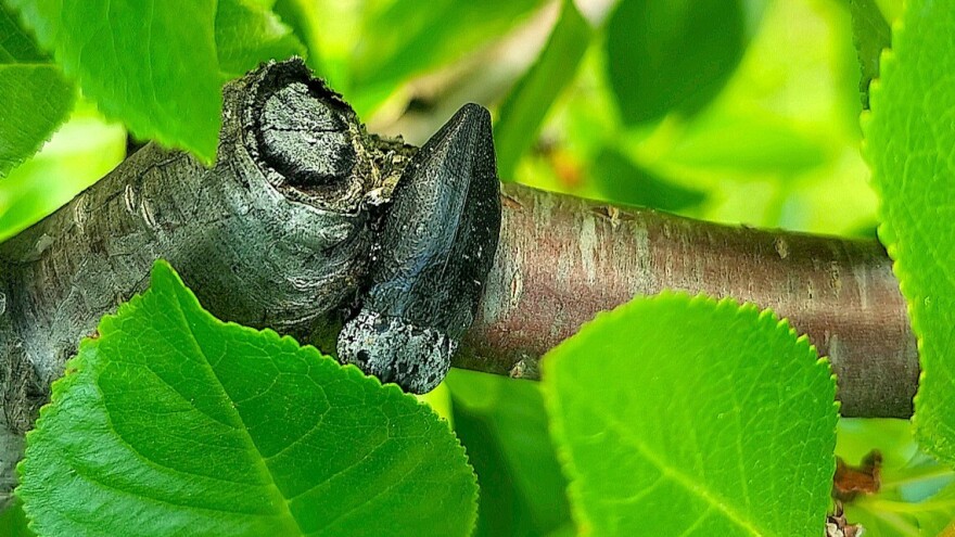 Žilogriz već hara u zasadima višanja - potreban dodatan oprez