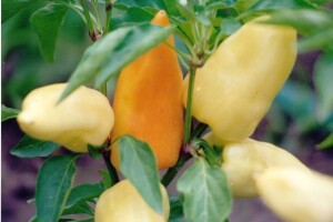 Paprika - dobri i loši susjedi?