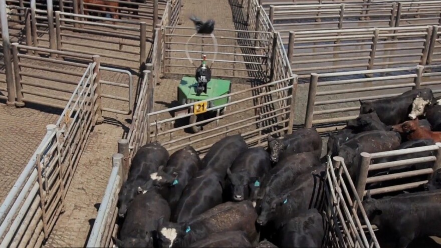 Cargill: Prvi robot za gonjenje stoke na farmama