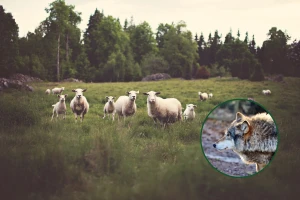 Kreće projekt očuvanja velikih zvijeri - donirat će ograde za sprečavanje šteta, uzgoj pastirskih pasa...