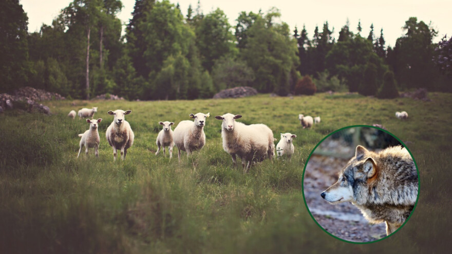 Kreće projekt očuvanja velikih zvijeri - donirat će ograde za sprečavanje šteta, uzgoj pastirskih pasa...