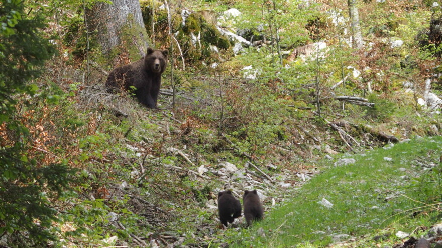 Carnivora Dinarica: Rješenje za suživot poljoprivrednika i divljih zvijeri postoji
