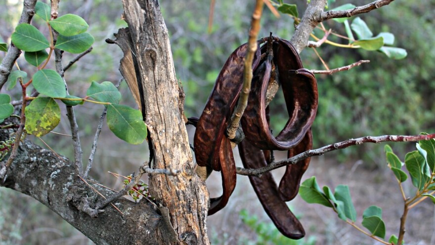 Šipanski rogač bivšeg kapetana duge plovidbe postaje dio europske kuhinje