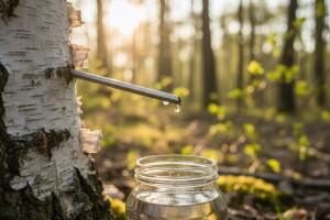 Čarobno ljekovito stablo