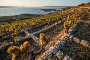 Čarolija hvarskih vinograda u Zaraću
