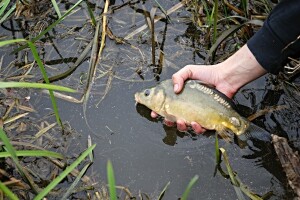 Kako do državne potpore za štete od raznih vrsta ptica i ostalih životinja na šaranskim ribnjacima?