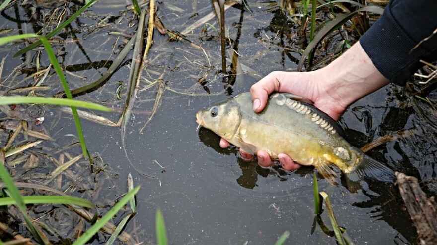 Kako do državne potpore za štete od raznih vrsta ptica i ostalih životinja na šaranskim ribnjacima?