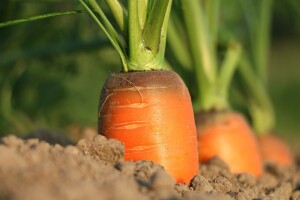 Godišnji kongres EGEA: Realize rural - vrijeme je da shvatimo bit ruralnog prostora