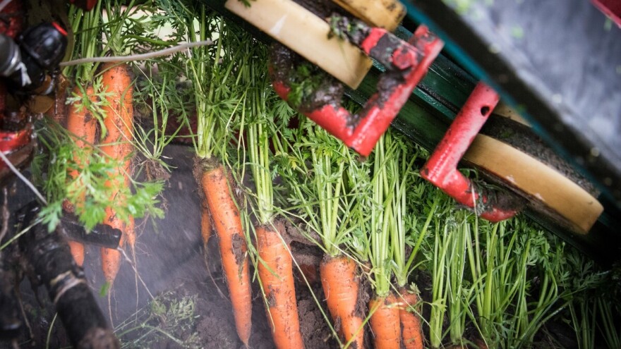 Lani porasle cijene pšenice, šećerne repe, duhana te većine voća i povrća