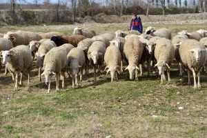 Obavljeno prvo licenciranje "carske" ovce
