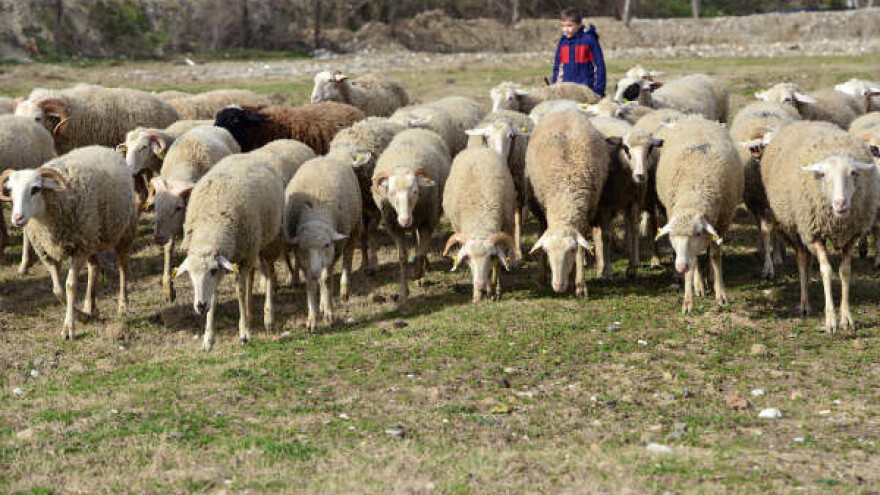 Obavljeno prvo licenciranje "carske" ovce