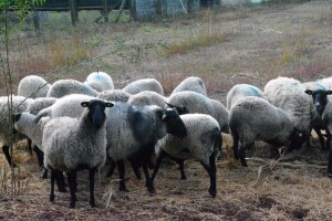 Farma Trajkovski uzgaja najplodniju rasu ovaca na planeti