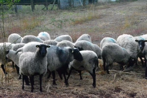 Farma Trajkovski gaji najplodniju rasu ovaca na planeti
