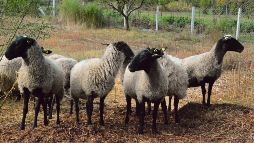 Zaraznu šepavost ovaca sprečiti vakcinacijom i redovnom higijenom