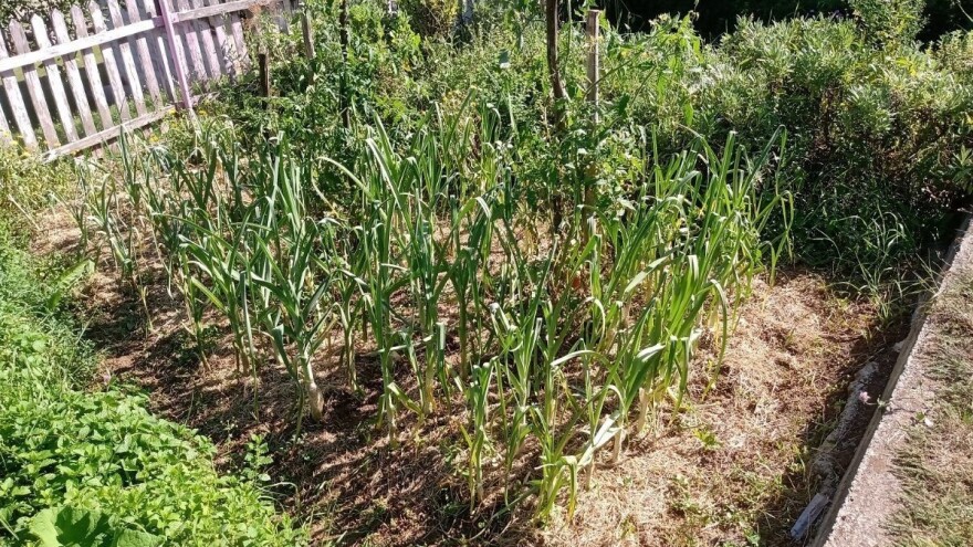 Važna pravila u organskoj proizvodnji