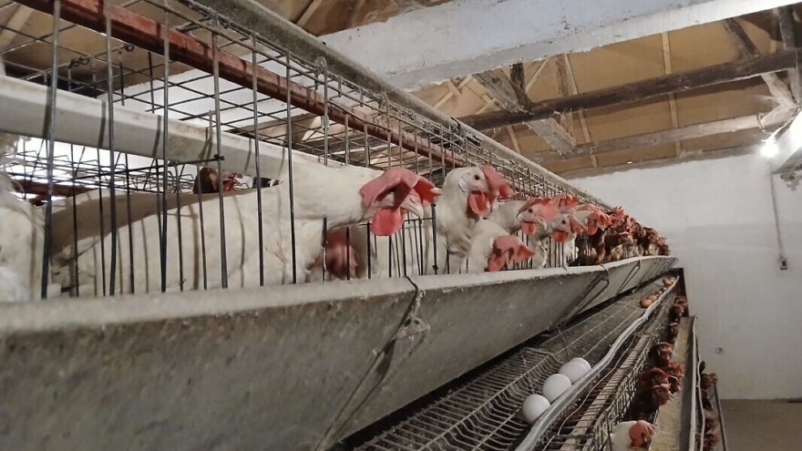 Zbog loše prodaje jaja Časlav prepolovio broj koka nosilja