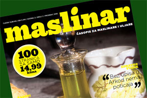 Maslinar - broj 7