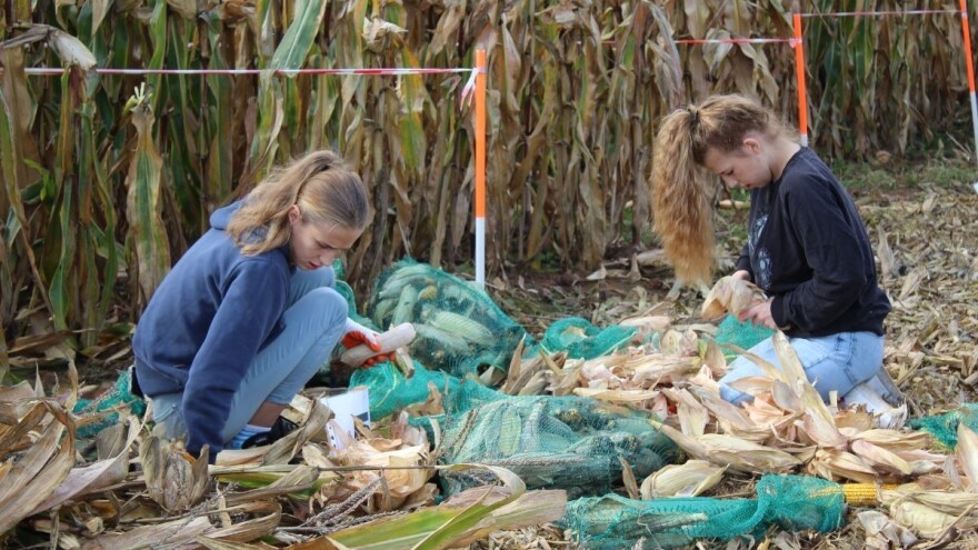Poljoprivredni triatlon: Mladi se uhvatili u koštac s poljem kukuruza