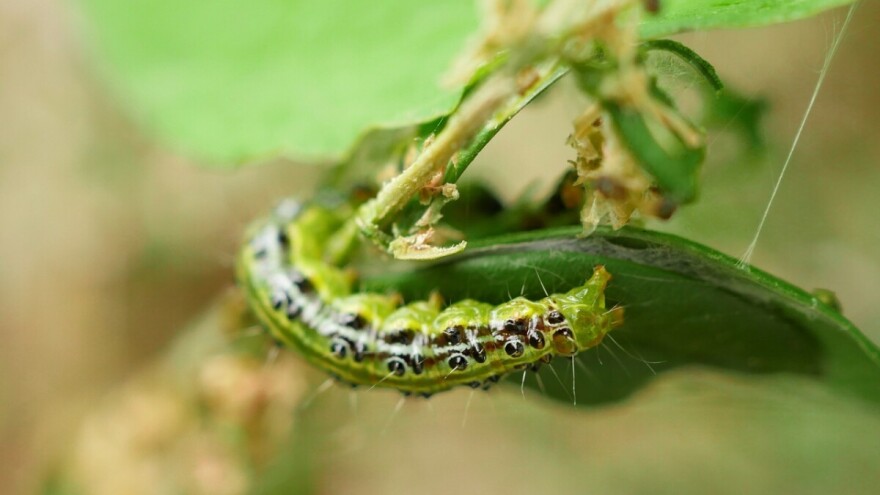 Oprez! U HBŽ uočena pojava šimširovog moljca
