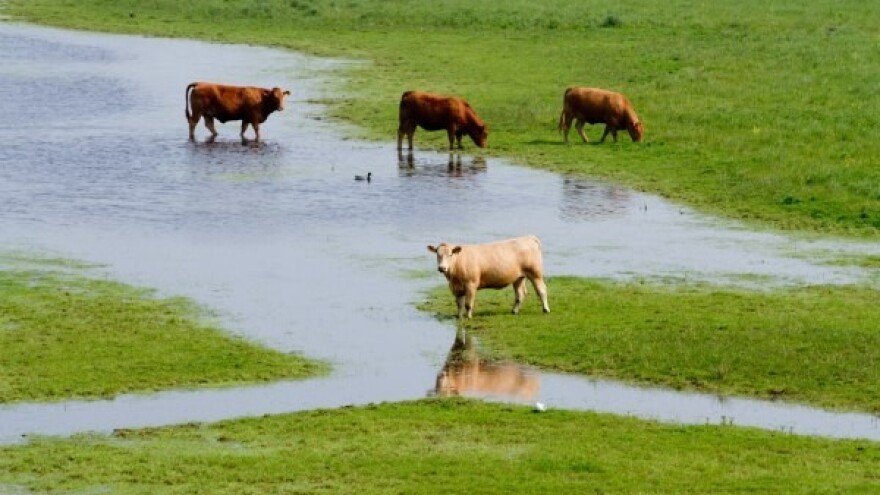 Zbrinjavanje silaže i životinja nakon poplava