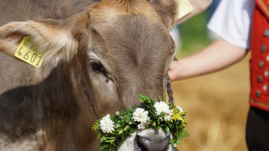 Pad cijene junadi od prošle godine