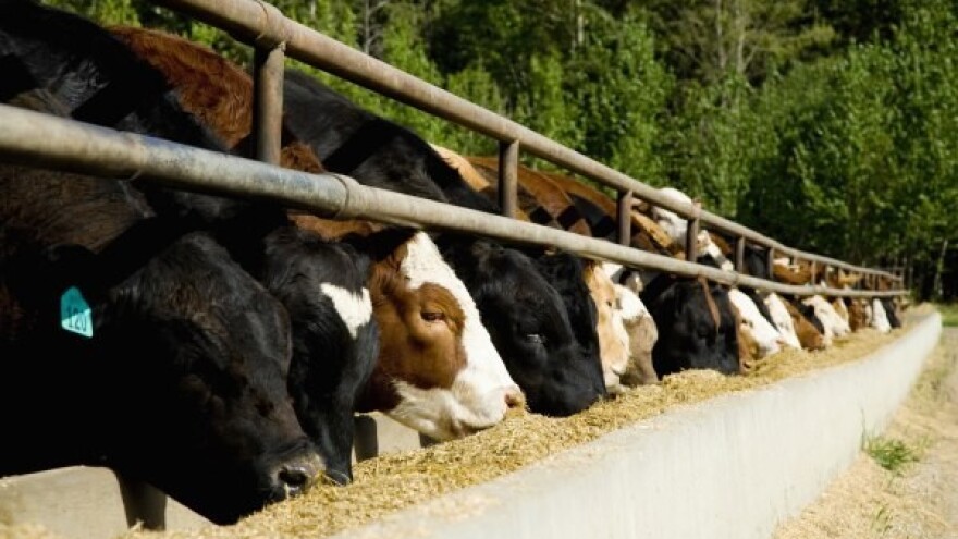 Kalcij za zdravlje domaćih životinja!
